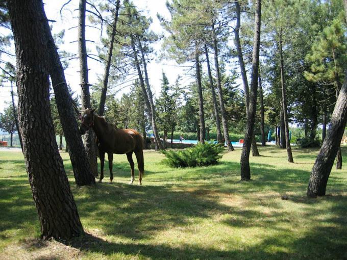 Yellowstone In Chianti Resort E Pool San Gimignano Exterior foto